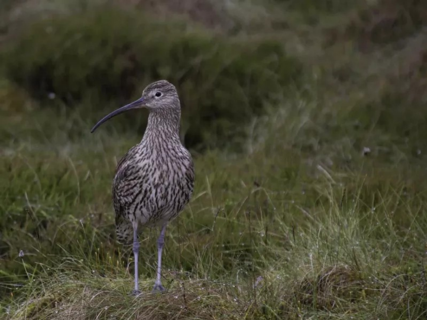 Comment protéger la biodiversité animale et végétale